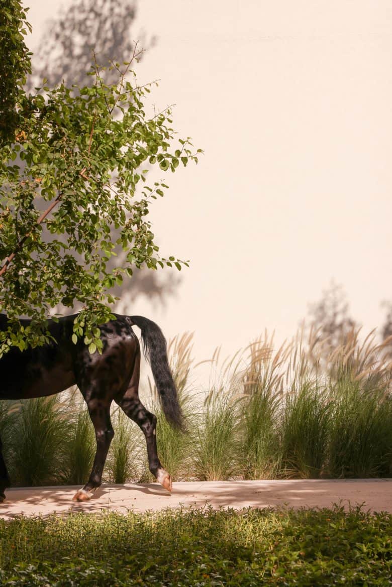 The Royal Stables Abu Dhabi Forest Trail Riding School