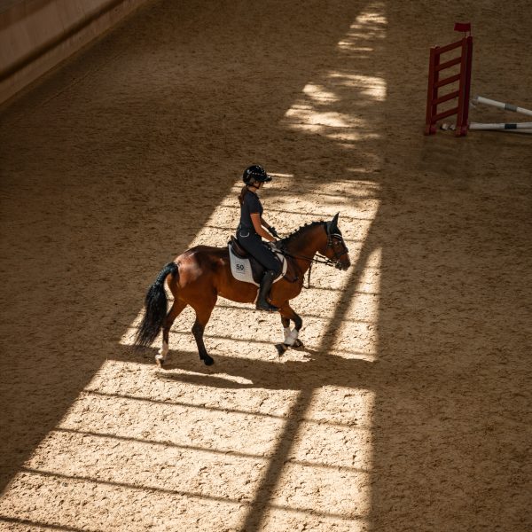 The Art of Equestrian Living - The Royal Stables Abu Dhabi