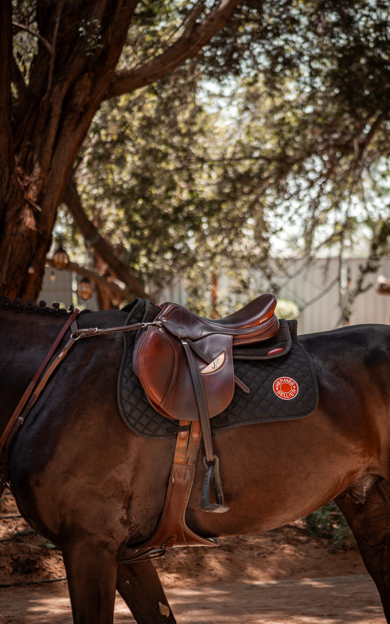 The Art of Equestrian Living - The Royal Stables Abu Dhabi