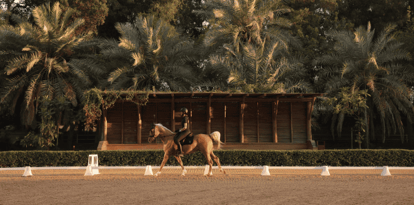 The Royal Stables Abu Dhabi Forest Trail Riding School